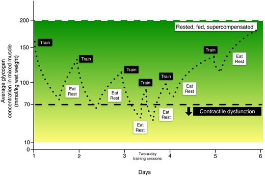 training muscle glycogen