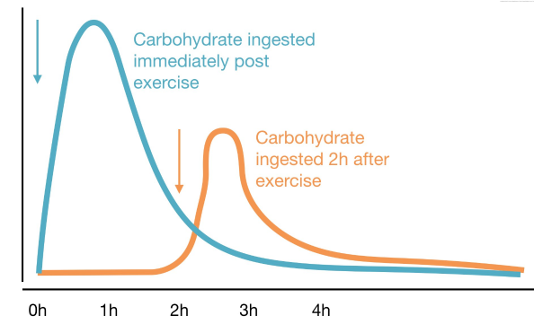 Muscle Glycogen Resynthesis