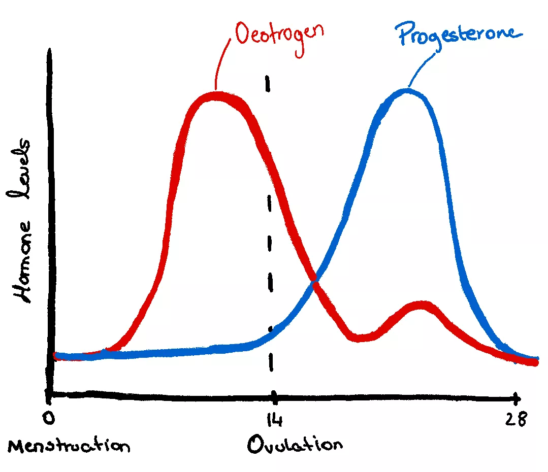 Menstrual Cycle